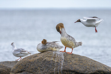 Two common merganser resting on a rock in the sea