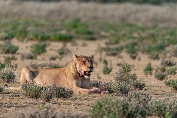 wild lions in savanna , Botswana , Africa