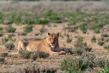 wild lions in savanna , Botswana , Africa