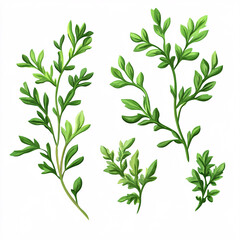 Obraz premium Fresh Savory Herb Sprigs Sprinkled on a Clean White Surface