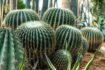 Close-up of golden echinops cactus in botanical garden