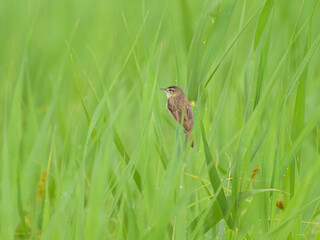 A Sedge Warbler sitting on a plant