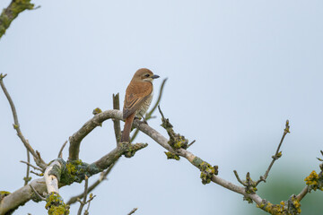 A female Red Backed Shrike sitting on a bush