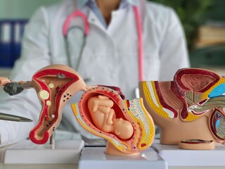 A healthcare professional stands behind three educational models of the female reproductive system, highlighting key anatomical features and fetal development stages