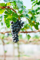 Harvesting fresh grapes in a vineyard nature photography sunny environment close-up shot