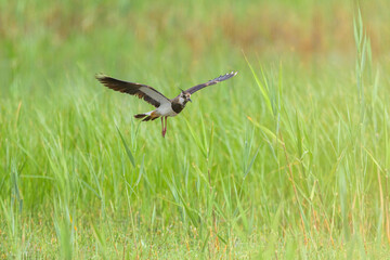 A Northern lapwing flying over a meadow