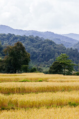Golden rice fields in serene mountain landscape agricultural scene tranquil environment nature photography