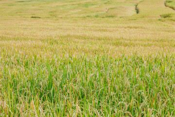 Harvesting rice in lush green fields rural landscape nature photography vibrant environment wide-angle view