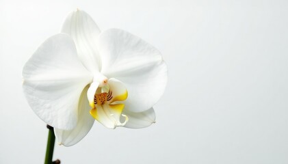 Delicate white orchid blossom on pure white background, wedding, peaceful