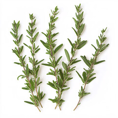 Fototapeta premium Isolated green winter savory sprigs showcasing rich botanical details