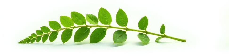 Fototapeta premium Single stem of fern isolated on white background, detail, leafy