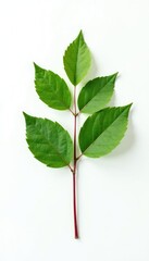 Fototapeta premium Single stem with leaves isolated on white background, nature photography, texture,