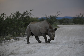 Fototapeta premium wild rhino in savanna , Africa 