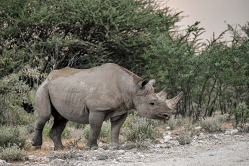 wild rhino in savanna , Africa
