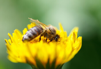 Bee on dandelion