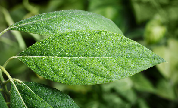 Watwr Drops on green leaf