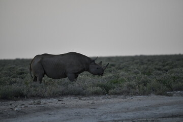 Fototapeta premium wild rhino in savanna , Africa 