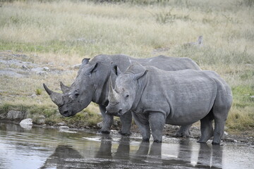 wild rhino in savanna ,Botswana , Africa