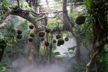 Moss ball at Qingxiu Mountain Mengsheng Botanical Garden, Nanning, Guangxi, China