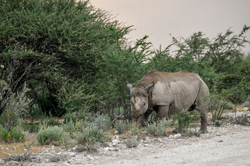 wild rhino in savanna ,Botswana , Africa