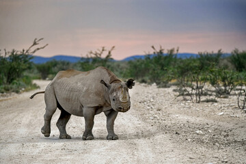 Fototapeta premium wild rhino in savanna ,Botswana , Africa