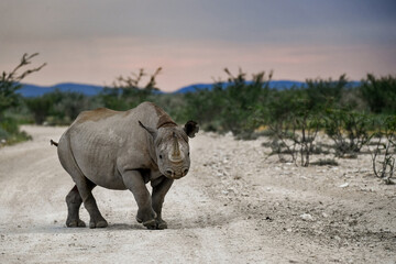 wild rhino in savanna ,Botswana , Africa