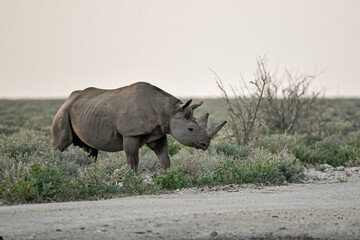 wild rhino in savanna ,Botswana , Africa