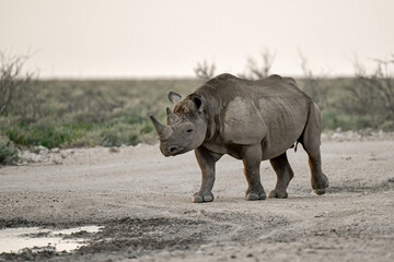 Fototapeta premium wild rhino in savanna ,Botswana , Africa