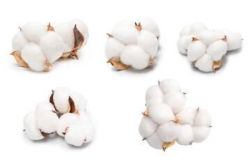 Cotton flower branch isolated on white background.