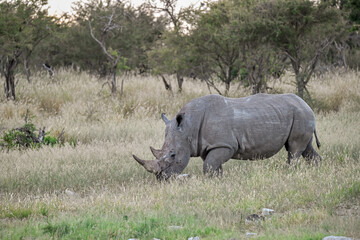 Fototapeta premium wild rhino in savanna ,Botswana , Africa