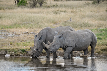 Fototapeta premium wild rhino in savanna ,Botswana , Africa