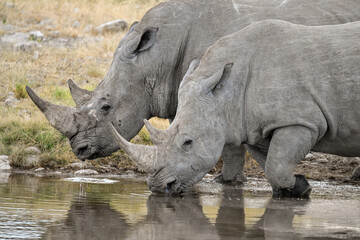 wild rhino in savanna ,Botswana , Africa