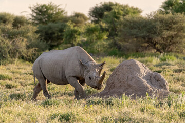 Obraz premium wild rhino in savanna ,Botswana , Africa