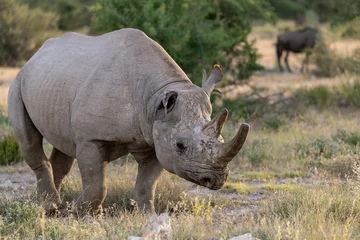 Gardinen Nashorn wild rhino in savanna ,Botswana , Africa  © Davide Antoniani