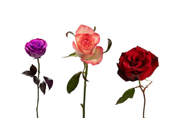 Pink and white  beautiful rose isolated on a white background.