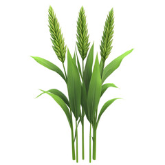Wheat Ears PNG on transparent background
