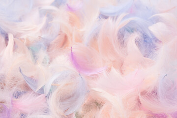 Colorful feather background, top view.