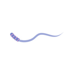 Human Sperm tail Anatomy