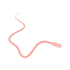 Human Sperm tail Anatomy