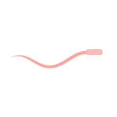 Human Sperm tail Anatomy