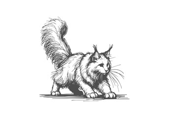 Maine Coon Cat Hand Drawn Illustration Sketch Vector Isolated Graphic Resource