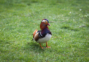 colorful male duck on green grass desktop screensaver postcard calendar