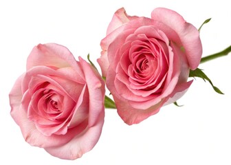 Atop view of delicate pink roses, seemingly floating, against a pure white background.