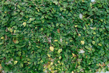 Lush green leafy wall urban setting nature photography close-up view natural beauty and tranquility