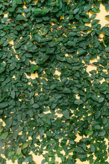 Vibrant green leaves covering a yellow wall nature close-up urban environment natural pattern