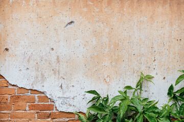 Urban texture creation wall and greenery city photography natural elements close-up contrast and design