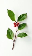 A single branch with leaf and berries against white background, foliage, nature