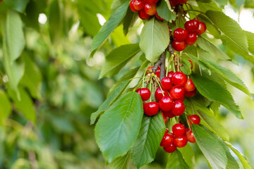 Ripe red cherries growing on tree