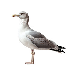 Obraz premium Seagull png bird seagull png coastal seagull png flying seagull png graceful seagull png marine bird png transparent background image