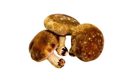 シイタケ　背景透過　素材